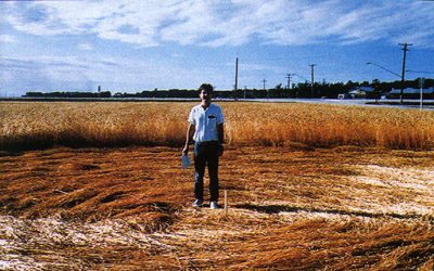 Un t&eacute;moin au milieu du crop circle apparu &agrave; Saint-Fran&ccedil;ois-Xavier (1990)