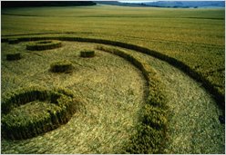 West Stowell (Wiltshire), bl&eacute;, 170&nbsp;pieds, 22 juillet 1994