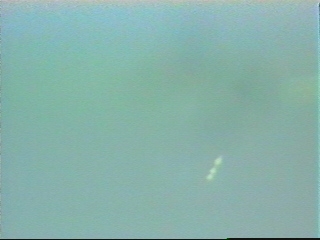 Observation au Br&eacute;sil
