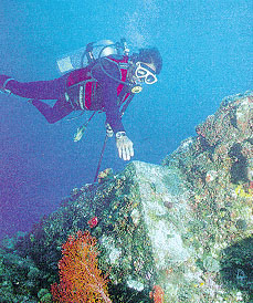 Coin &agrave; angle droit d'un bloc de roche, recouvert de corail