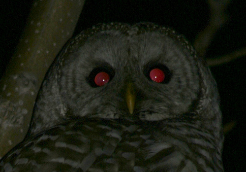 Hibou aux yeux luisants 