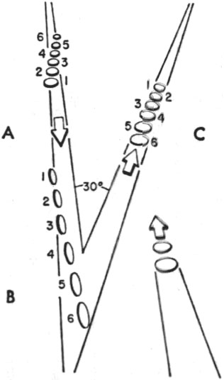 Fig. 3. Les actions signalées des disques de la Baie de Chesapeake, tels que rapportées par Nash et Fortenberry : (A) Disques à la 1ʳᵉ approche (B) Ils se retournent et        inversent leur ordre et (C) changent de direction, reculent et sont rejoints par 2 autres s2Menzel & Boyd, 1963